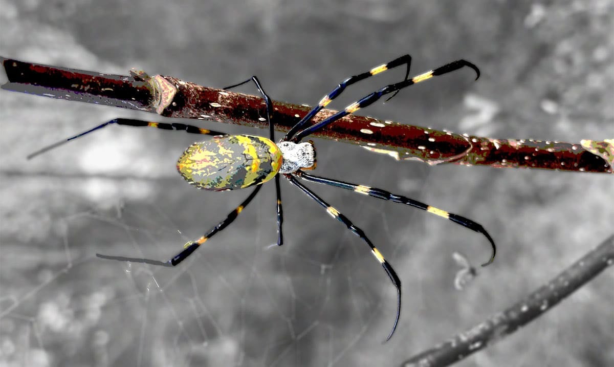 Giant Venomous Flying Spiders With 4-inch Legs To “Spread Across East Coast”